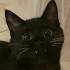 Avatar de Boubou_185302