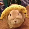 Avatar de zelda_le_kiwi