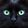 Avatar de Alexialechat