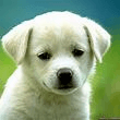 Avatar de torkazz