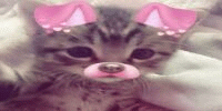 Miniature du serveur lennymacat