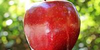 Miniature du serveur Apple Jυιce