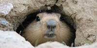 Miniature du serveur Le terrier des marmottes
