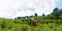Miniature du serveur Elfenia