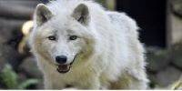 Miniature du serveur loup garou