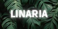 Miniature du serveur Linaria