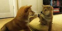 Miniature du serveur Shiba's Cofee