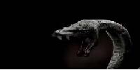 Miniature du serveur FR_La VENIN_FR